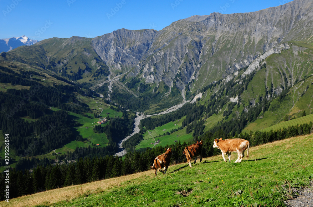 Cows running around in the Hiking region Adelboden, in the Bernese Oberland of the swiss alps