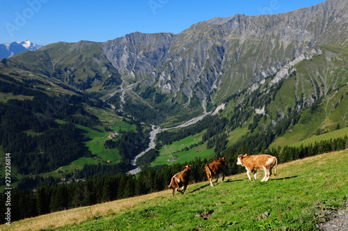 Cows running around in the Hiking region Adelboden, in the Bernese Oberland of the swiss alps