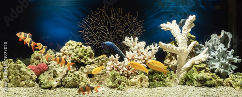 Freshwater aquarium in pseudo-sea style. Aquascape and aquadesign. 