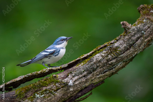 A bright blue Cerulean Warbler perched on a heavy textured log with moss and a smooth green background.