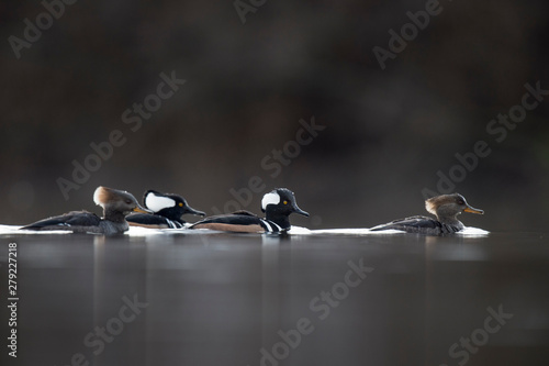 Two male and two female Hooded Mergansers swim on a calm pond in soft overcast light with a dark background.