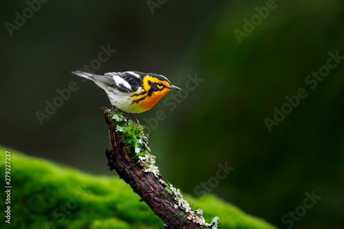 A bright orange and black Blackburnian Warbler perched on a branch coverd in lichen and moss with a dark background.