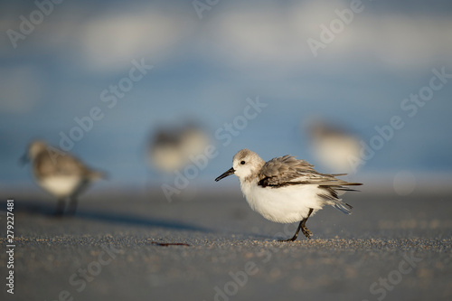 A Sanderling walks on the sandy beach in the late evening sunlight with other birds in the background.