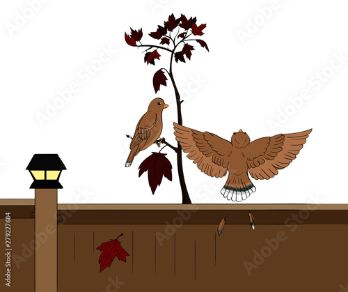 Birds on a Crimson Maple Sapling with a Fence Line 