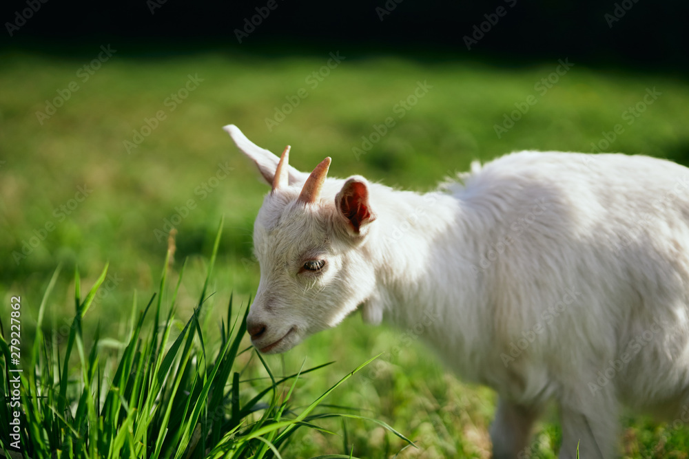 Obraz premium white goat on a meadow