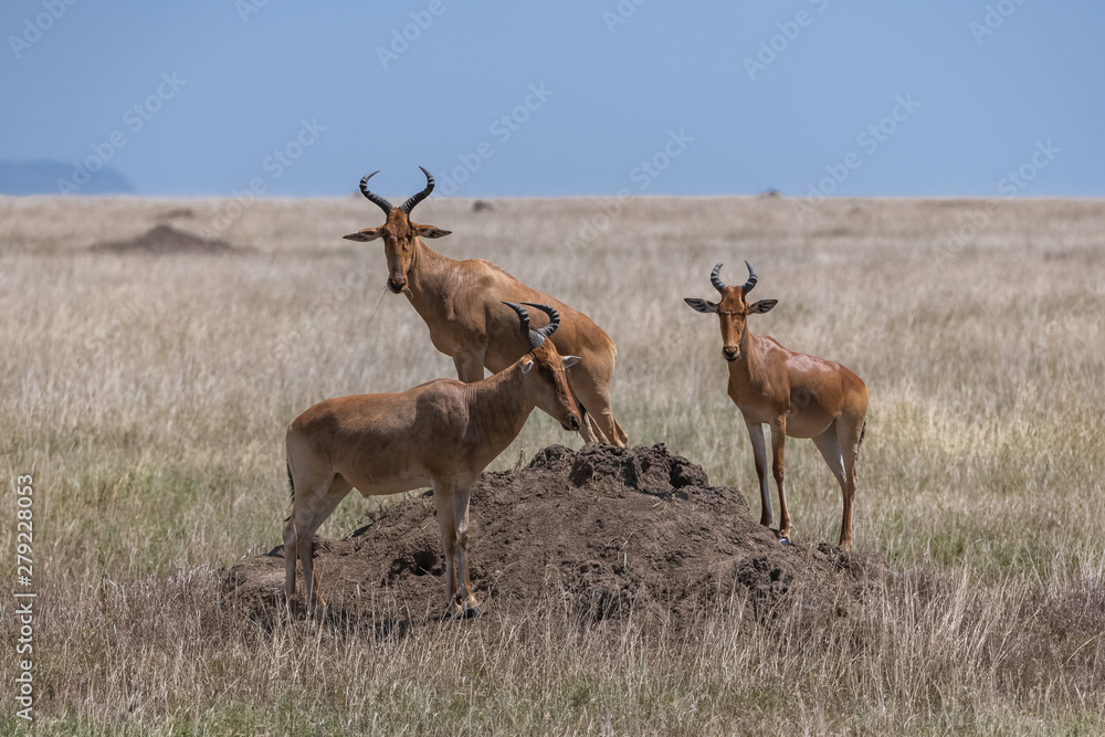 antelopes watching over a termite, looking for lions