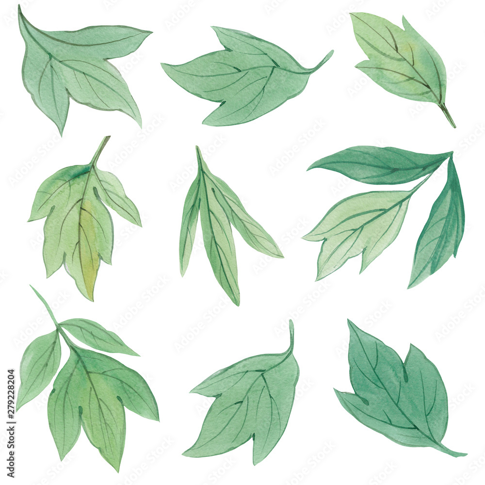 Set of Green leaves. Botanical clipart.  Floral Design elements. Botanical illustration isolated on white background.