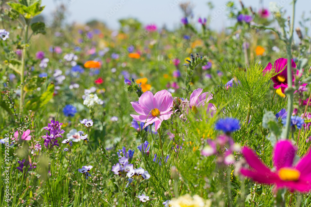 Bunte blühende Sommerwiese mit Wildblumen für Bienen und Insekten - obrazy, fototapety, plakaty 