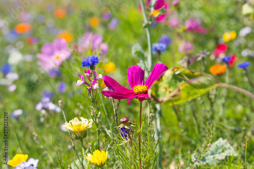Bunte Blumenwiese , Insektenweide, Artenschutz © Floydine