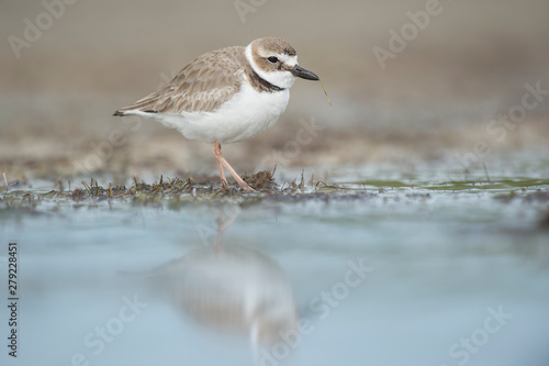 Fotografie, Obraz A WIlson's Plover stands in shallow water with a soft reflection with a piece of grass in its bill in soft light