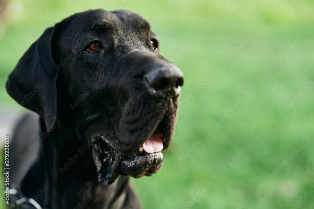 portrait of a dog