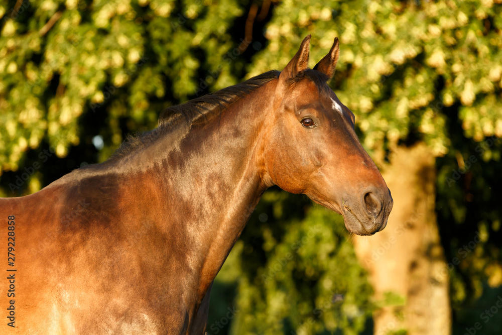 Fototapeta premium Portrait eines braunen Pferdes
