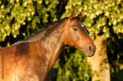 Portrait eines braunen Pferdes