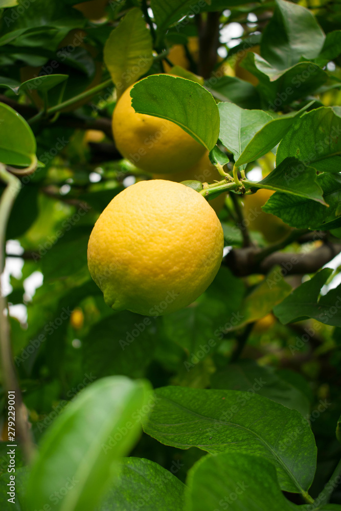 Árbol de limones
