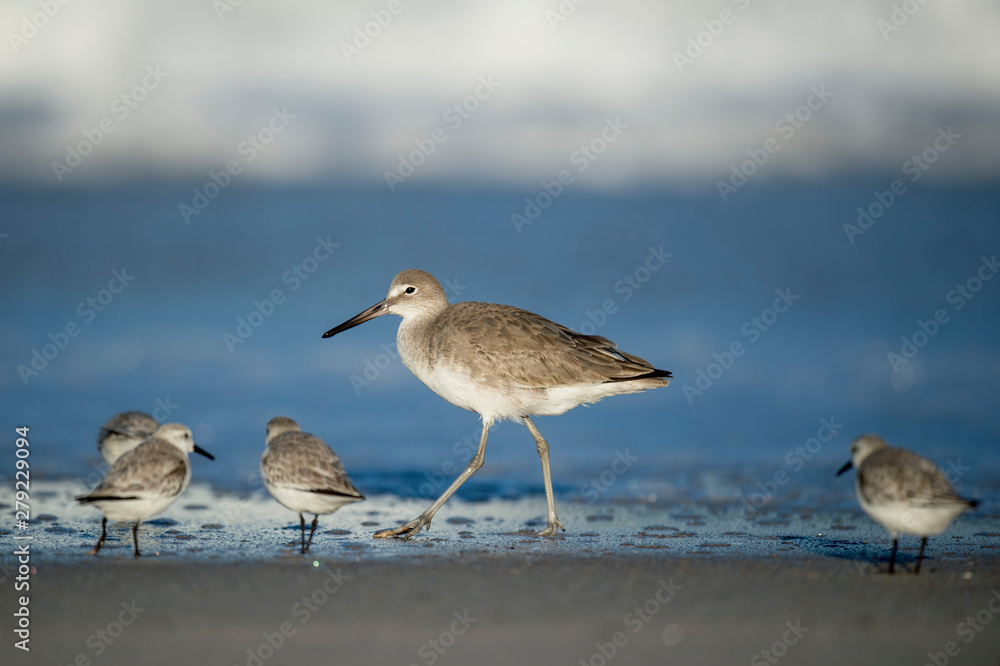 A Willet walks along a shoreline with Sanderlings around it in the soft sunlight with blue water and crashing waves behind. A Willet walks along a shoreline with Sanderlings around it in the soft sunlight with blue water and crashing waves behind.