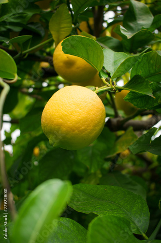 Wallpaper Mural Árbol de limones Torontodigital.ca
