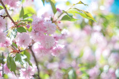 Sakura © Nataliya_Ost
