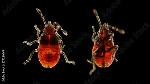 The nymph of the bug Nabidae under the microscope, feeds on soft insects such as aphids and are helpers in the fight against pests on crops photo