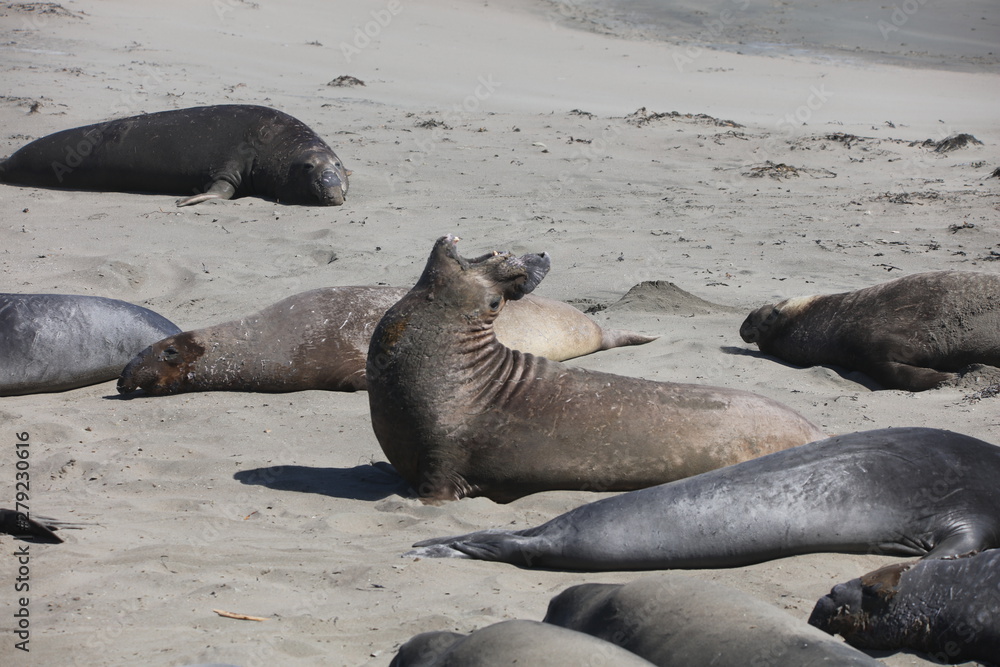 Elephant seal Elephant seal