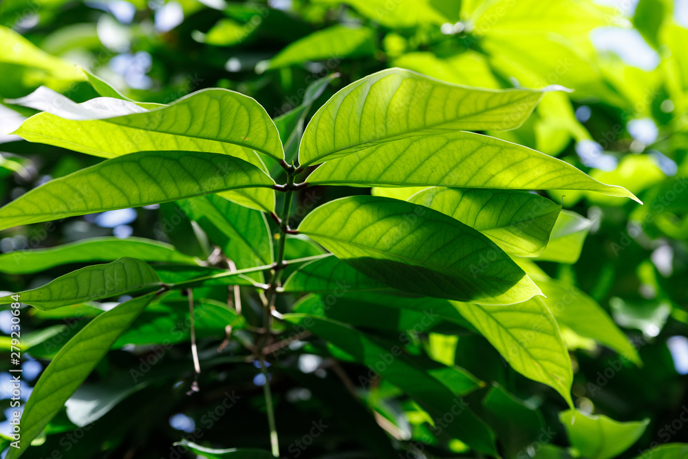 The green leaves are natural, look and feel calm and comfortable. The green leaves are natural, look and feel calm and comfortable.