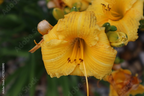 yellow flower © Pooja