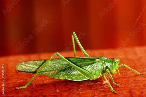 An Acridomorpha green insect in close up photo