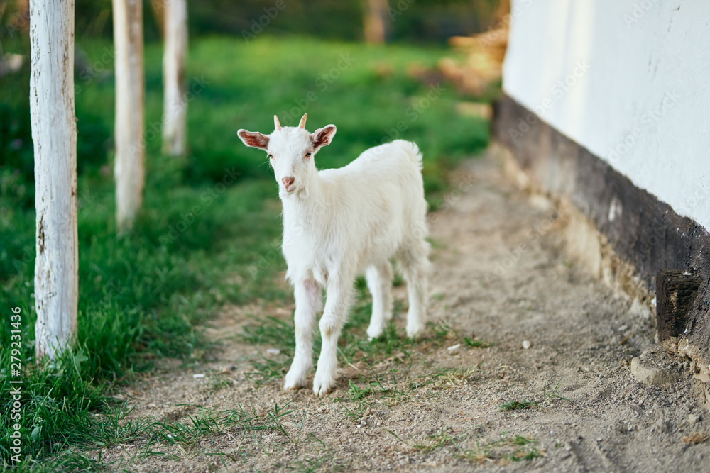 white goat on green grass