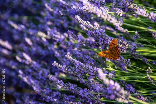 Schmetterling und Lavendel