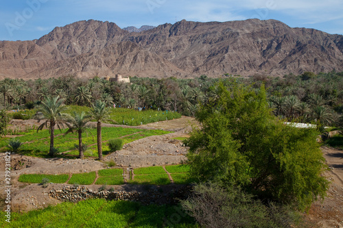 Oasis y Fuerte de Bithna, Emirato de Fujairah, Emiratos Árabes Unbidos, Golfo Pérsico photo