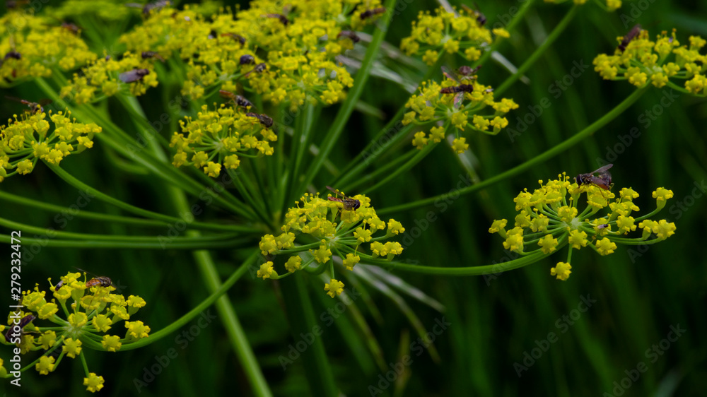 Small bees pollinating yellow flower Small bees pollinating yellow flower