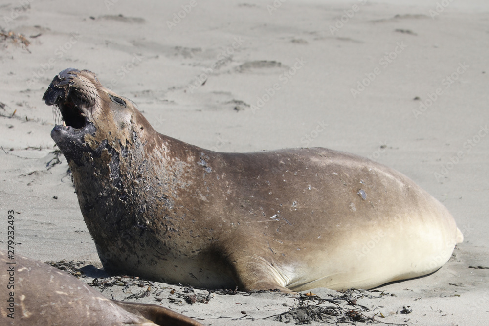 Fototapeta premium Elephant seal