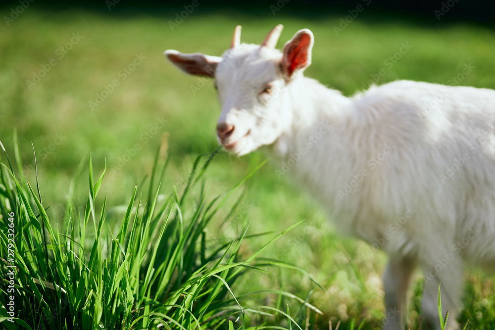 white goat on a meadow