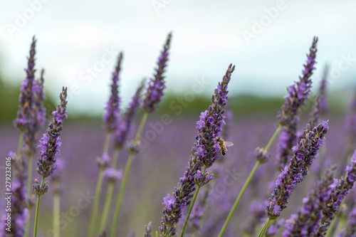 Close-up of purple lavender flowers with bee  sustainable agriculture fields in Provence  France