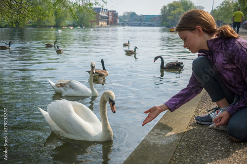 girl feeding the swans on the riverside photo