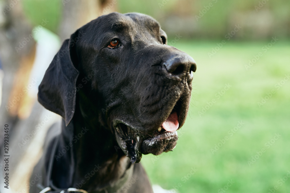 portrait of a dog