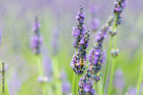 Close-up of purple lavender flowers with bee, sustainable agriculture fields in Provence, France © nomadkate