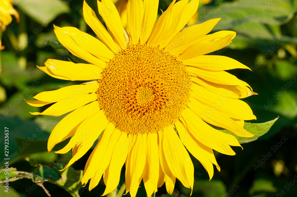 Sunflower natural background.Sunflower blooming. Sunflower natural background.Sunflower blooming.
