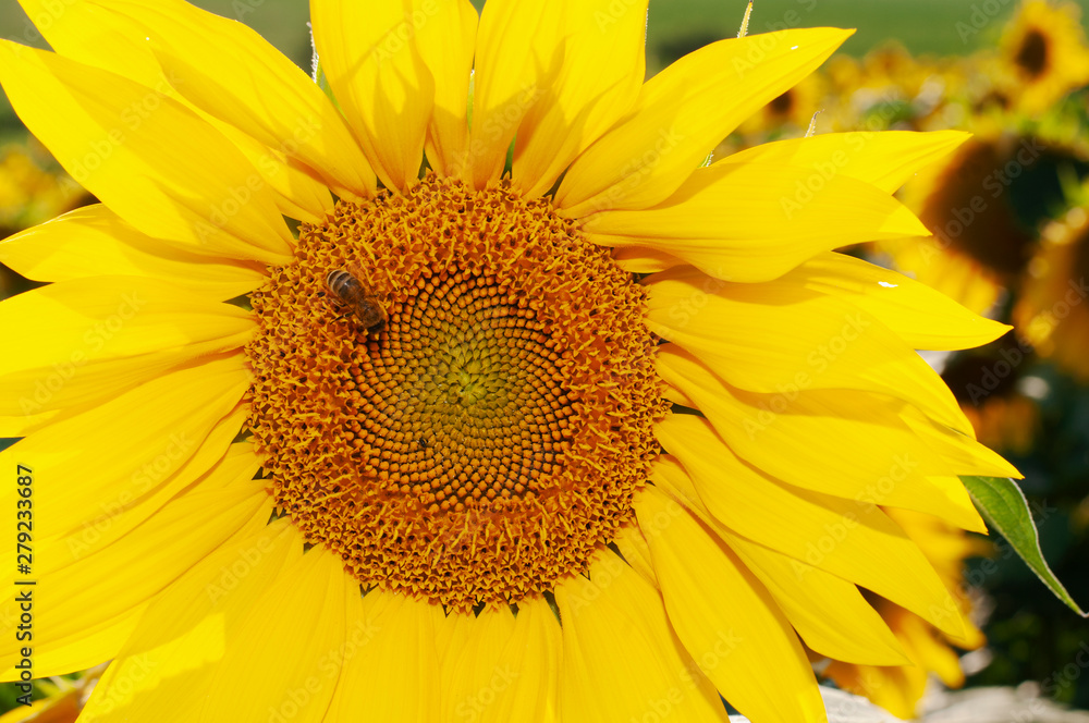Naklejka premium Bee collecting pollen from sunflowers head in the nature.