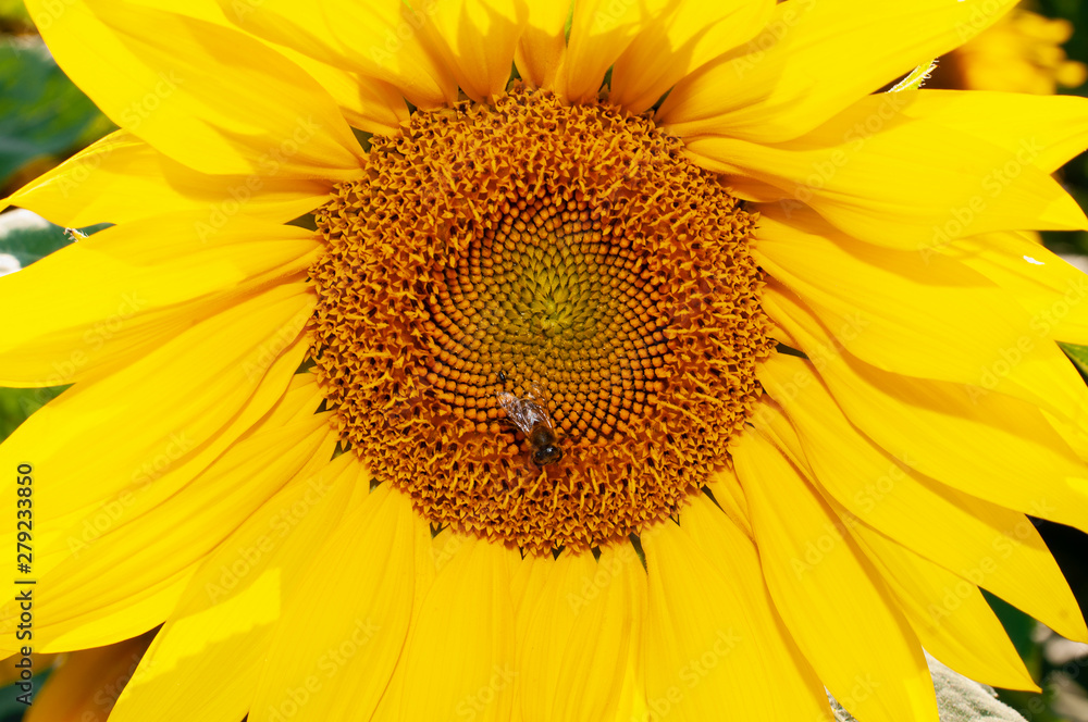 Bee collecting pollen from sunflowers head in the nature. Bee collecting pollen from sunflowers head in the nature.