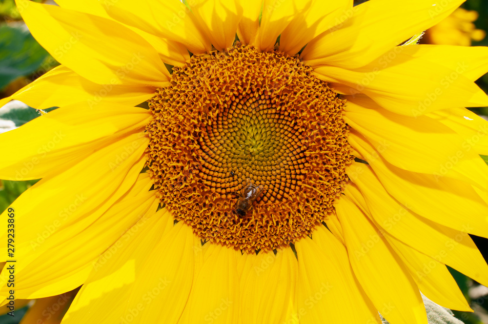 Bee collecting pollen from sunflowers head in the nature. Bee collecting pollen from sunflowers head in the nature.