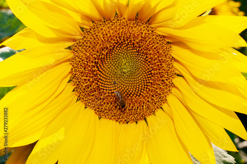 Bee collecting pollen from sunflowers head in the nature.