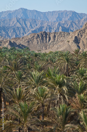 Oasis visto desde la Torre de la Mezquita de Al Bidyah, Emirato de Fujairah, Emiratos Árabes Unbidos, Golfo Pérsico photo