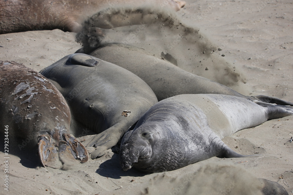 Elephant seal Elephant seal