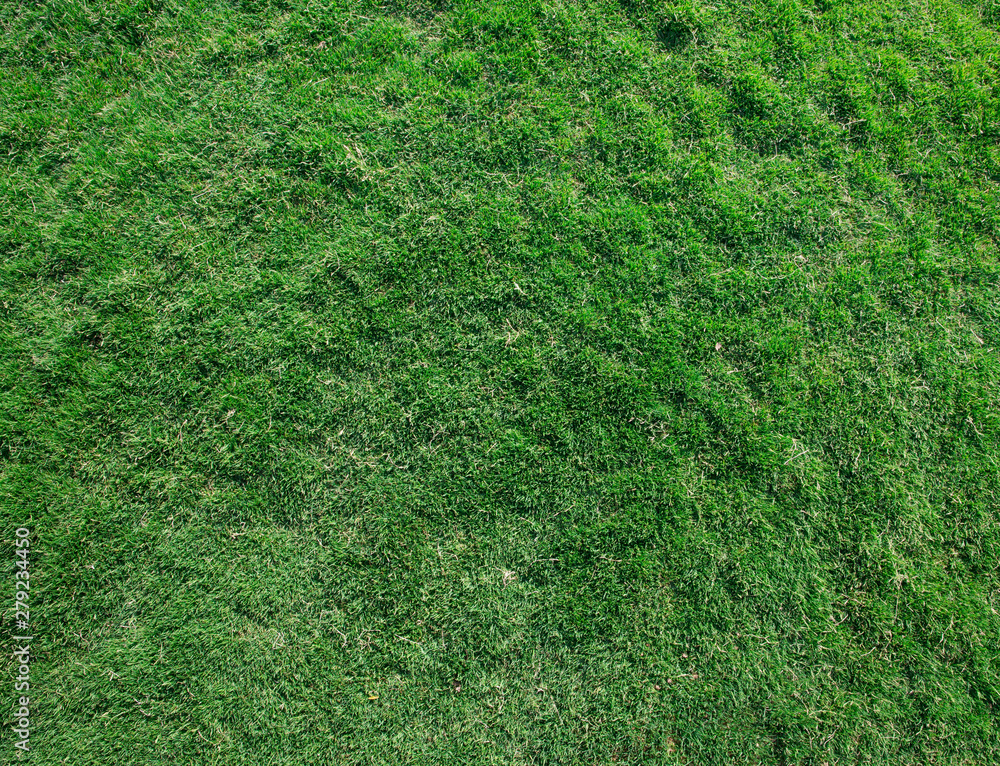 Fototapeta premium grass texture from a field