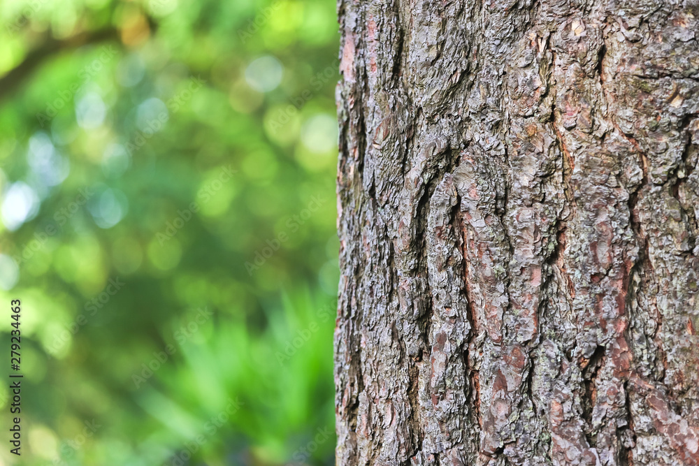 tree bark forest background
