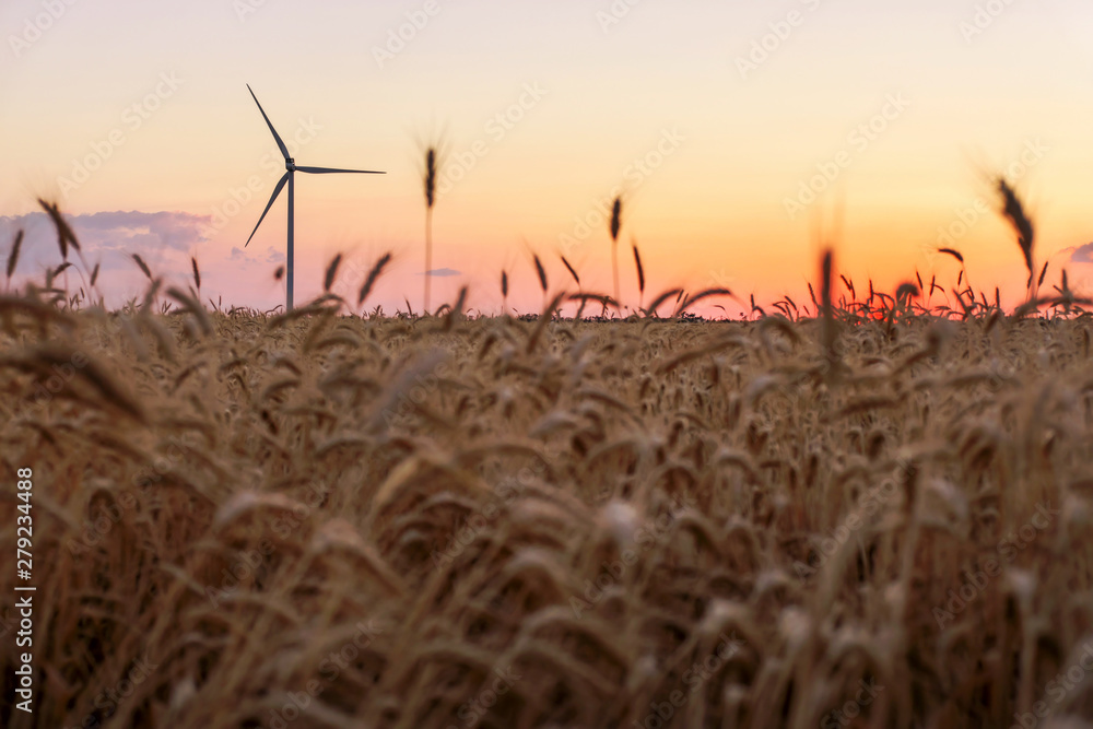 Fototapeta premium Wind turbines and agricultural field on a summer day at sunset. Energy production, clean and renewable energy.