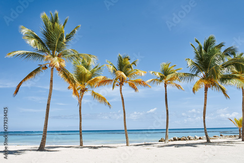 palm tree on the beach © SHOTPRIME STUDIO