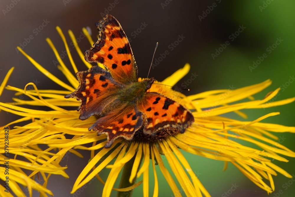 Obraz premium The Queen of Spain fritillary butterfly (Issoria lathonia)