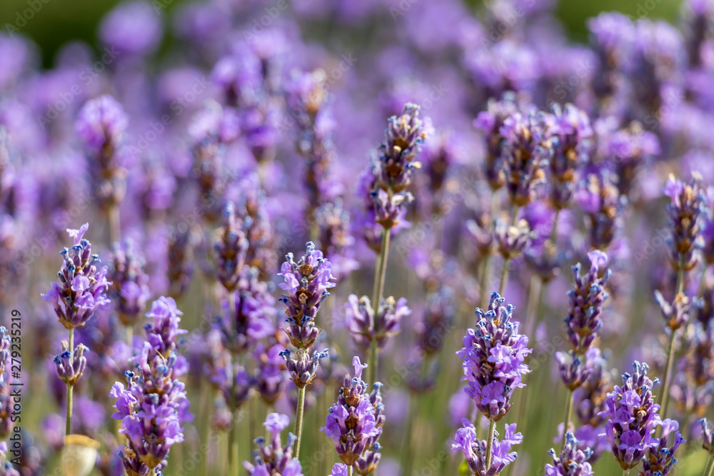 Obraz premium Natural floral background with close-up of Lavender flower field, vivid purple aromatic wildflowers in nature