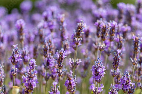 Natural floral background with close-up of Lavender flower field  vivid purple aromatic wildflowers in nature